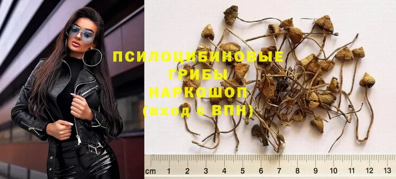 купить наркоту  Партизанск  Галлюциногенные грибы MAGIC MUSHROOMS 